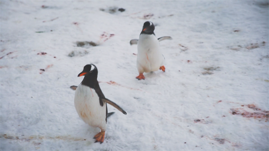 企鵝來自紐奧 為追逐魚群游到南極