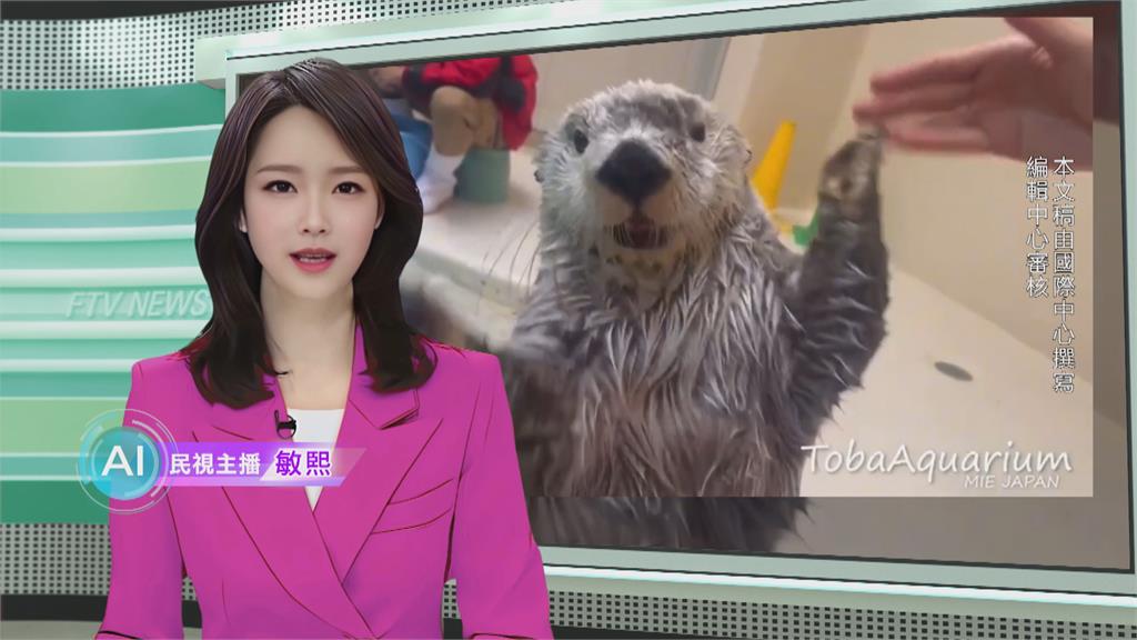 敏熙報氣象／擺可愛POSE、與保育員互動 日本水族館小海獺好療癒