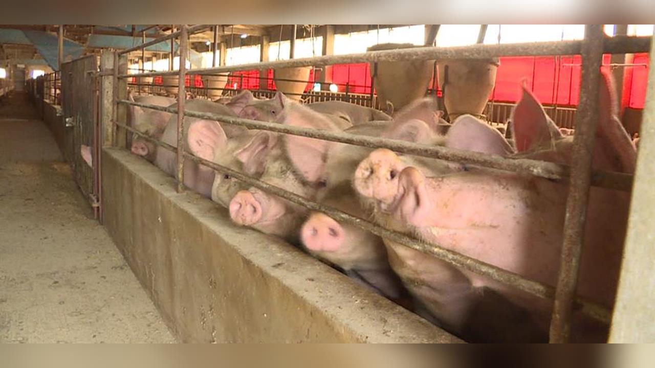 聞疫色變!雲林為「養豬最大縣」  張麗善強調:6年前禁餵廚餘