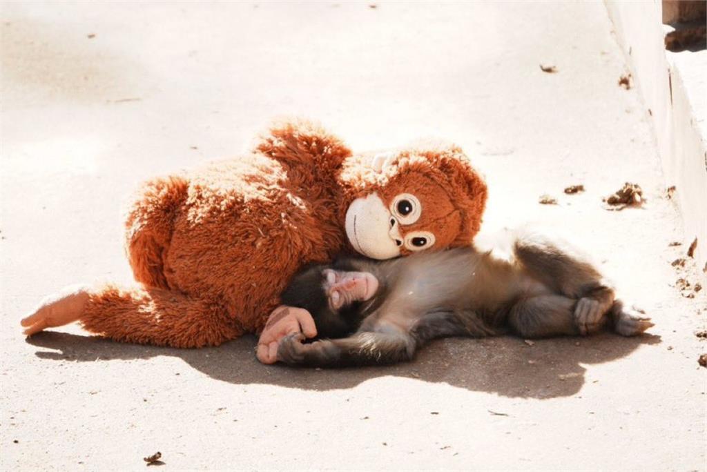 遭母遺棄被霸凌?日本孤兒猴Panchi爆紅 專家揭背後真相