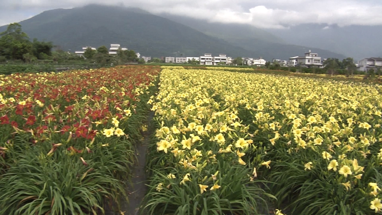 「母親花」另一選擇！改良式「金針花」好看五彩繽紛