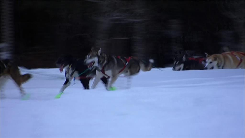 狗狗拉雪橇馬拉松登場！哈士奇狂奔482公里