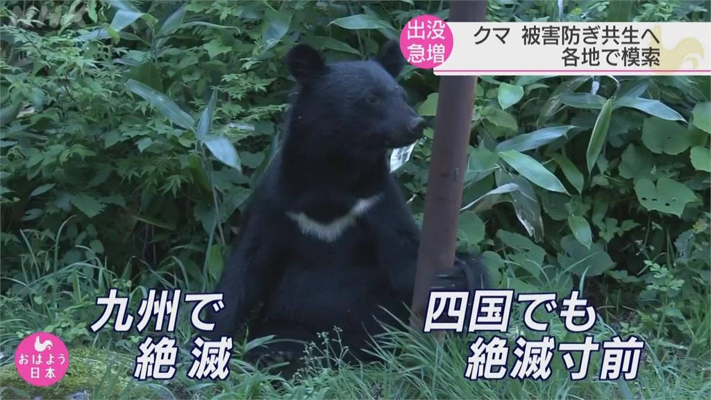 日本黑熊出沒「驅趕替代獵捕」驅熊犬、機械狼成利器