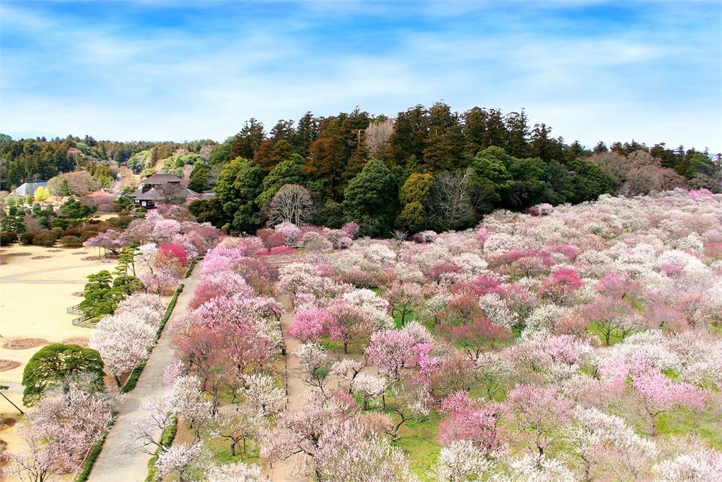 日「染井吉野櫻」花季　上野公園控管人流限制遊客單向通行