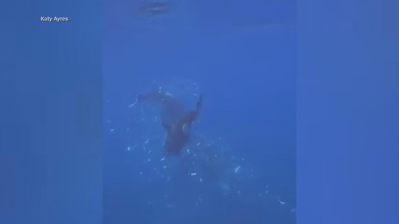 驚人！虎鯨衝刺將翻車魚撞成碎肉　科學家解讀背後有趣原因