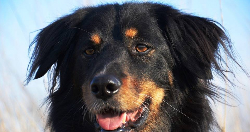 佛州5月大嬰兒遭家犬撕咬身亡　母親生日當晚外出用餐悲劇發生