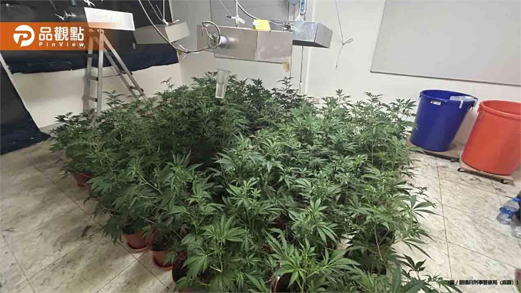 彰化手搖飲店樓上竟藏「大麻農場」警攻堅查獲億元毒品