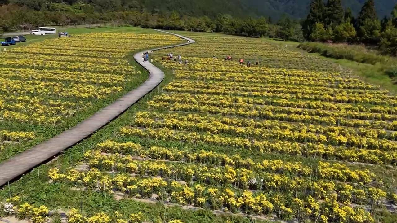 武陵農場金黃杭菊毯盛開 遊客體驗「一日採菊樂」