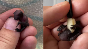 一節拇指大的「蝙蝠寶寶」降臨獸醫醫院　獸醫出動棉花棒充當媽媽供奶