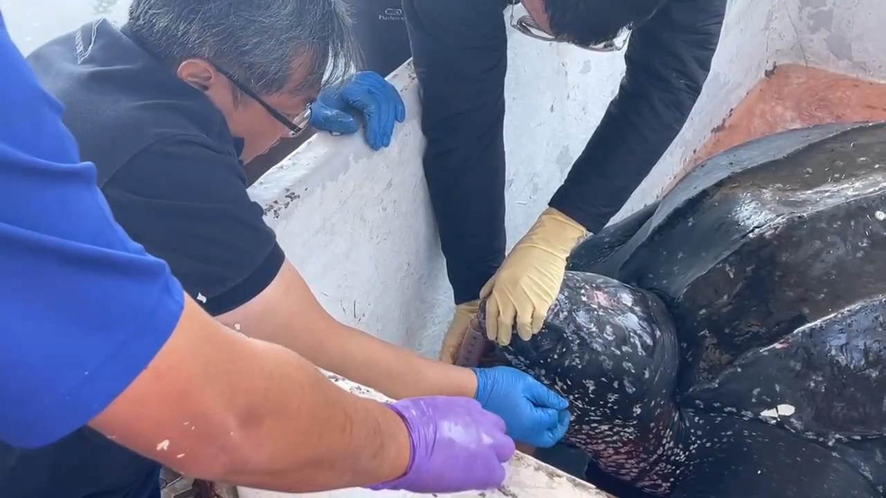 頭城外海定置漁場驚見「革龜」　被流刺網纏住流血