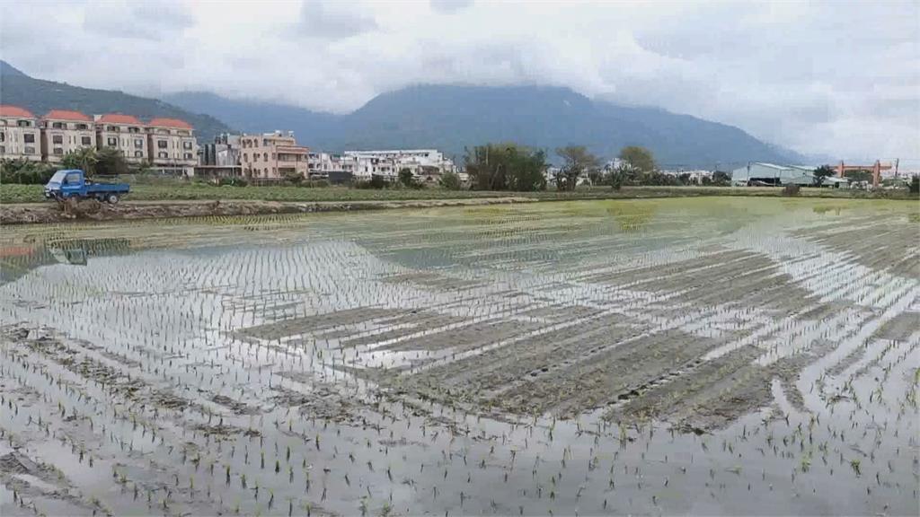 西部缺水影響灌溉 糧商到花東搶米？花蓮米將漲價？  農會：7月後確定