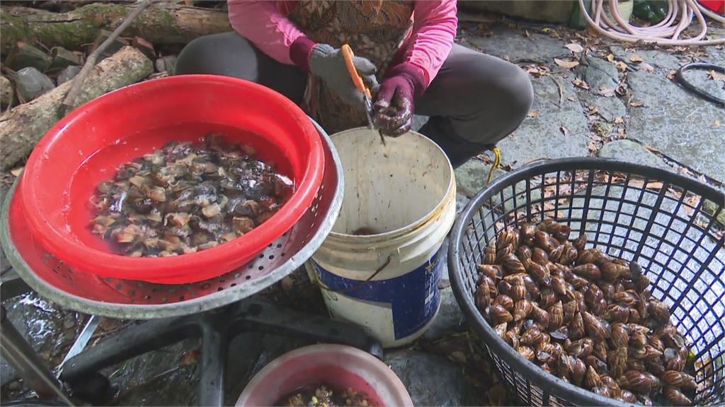 蝸牛商機！　台東農田現大量非洲蝸牛　一個月賺4、5千　部落族人賺外快