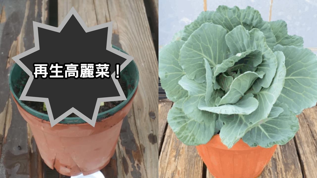 菜心藏「超強生命力」網驚呆!日YTR花158天「再生高麗菜」親曝2關鍵