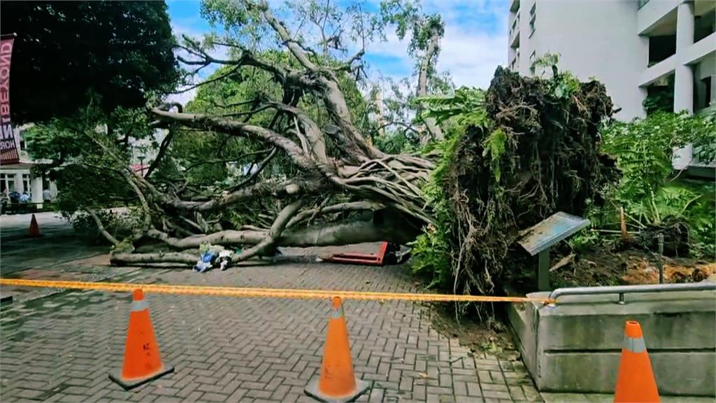 異言堂(影)／樹倒致死意外平均一年一起   大樹為何成為「殺人兇手」？