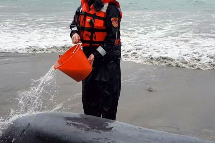 小抹香鯨擱淺金山  海巡緊急潑水救援