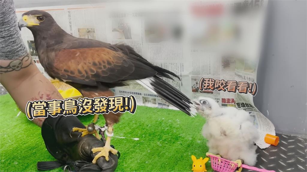 體型大膽子小！老鷹見幼鳥竟驚恐逃脫 　「被啃尾巴」超萌畫面逗笑網友