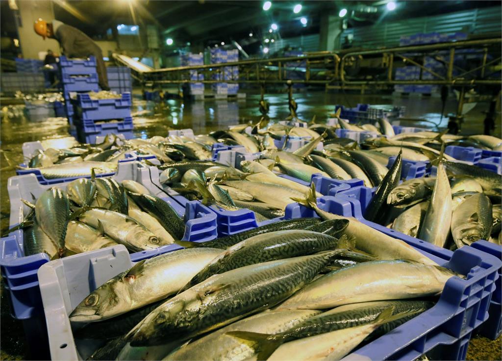 茨城縣鯖魚產量減少　業者改用「斑點莎腦魚」做罐頭
