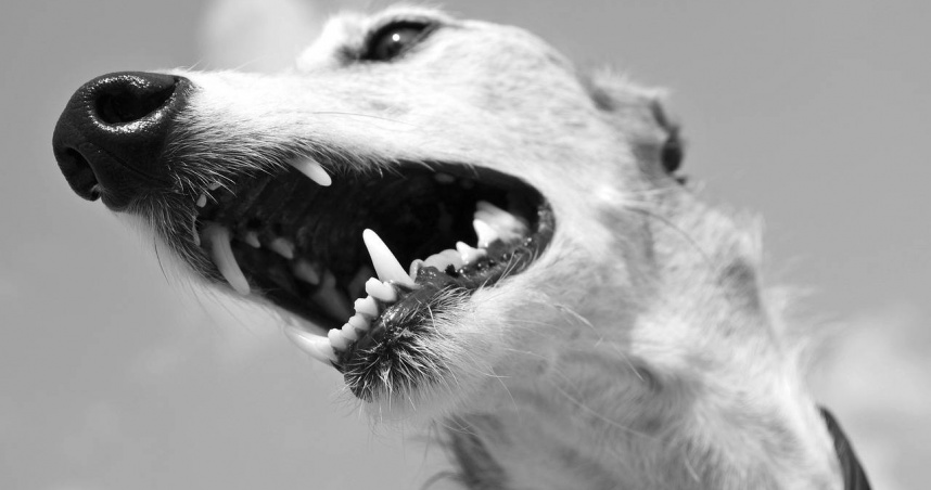 女飼主被愛犬輕咬一口竟引發狂犬病　醫示警：嚴重恐癱瘓、致死