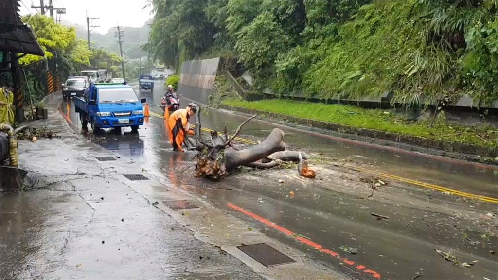 基隆雨不停 老樹攔腰斷躺路中幸無砸傷人