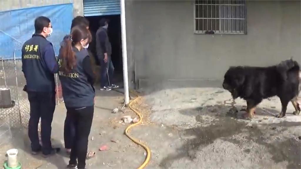 查養鴨場非法移工 獒犬兇狠女隊員尖叫