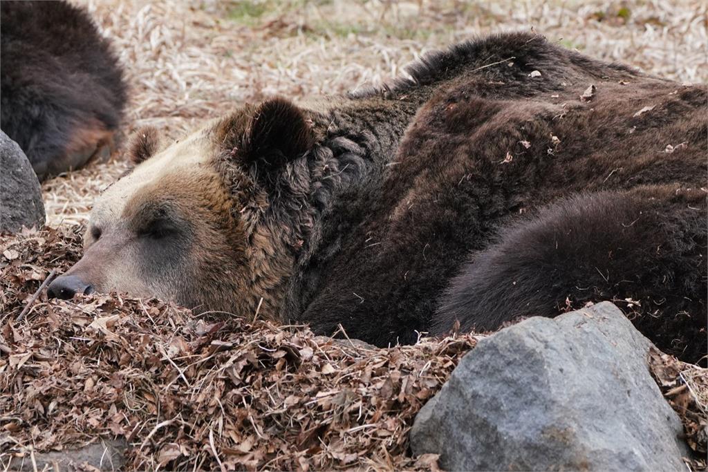 【專題】2025年日本熊襲死傷創新高　一文看懂原因與今年熊出沒預測