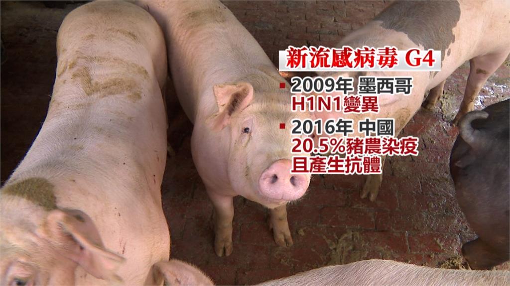 又是中國來的！「G4病毒」豬傳人恐爆大流行
