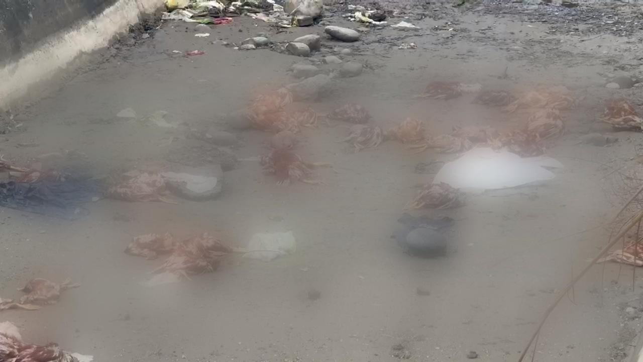 快新聞／病死雞同車載雞蛋繼續賣！豐康畜牧場隱匿禽流感　4人遭起訴