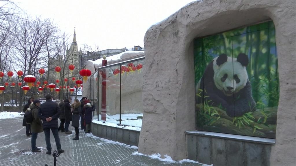 迎接農曆新年！莫斯科動物園貓熊館掛紅燈籠
