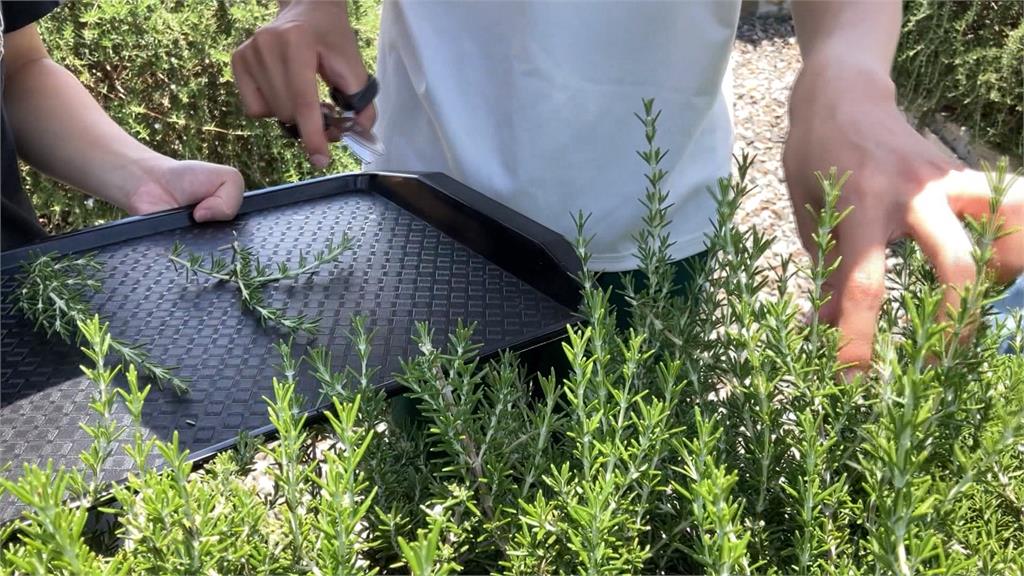 兒子喜歡媽媽就種！　香草花園義式料理可DIY