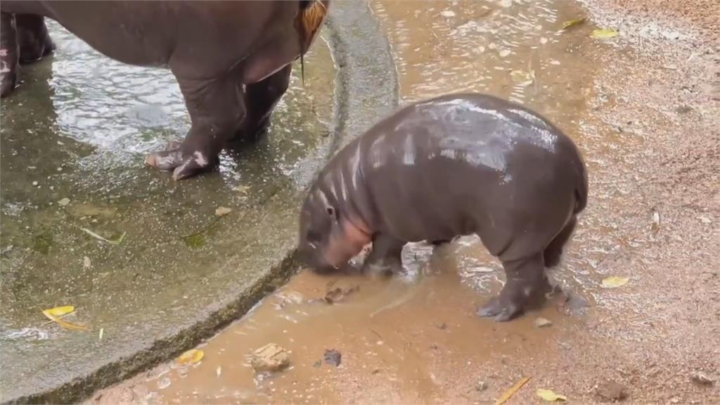 泰國動物園脫逃演習　工作人員扮"彈跳豬"脫逃