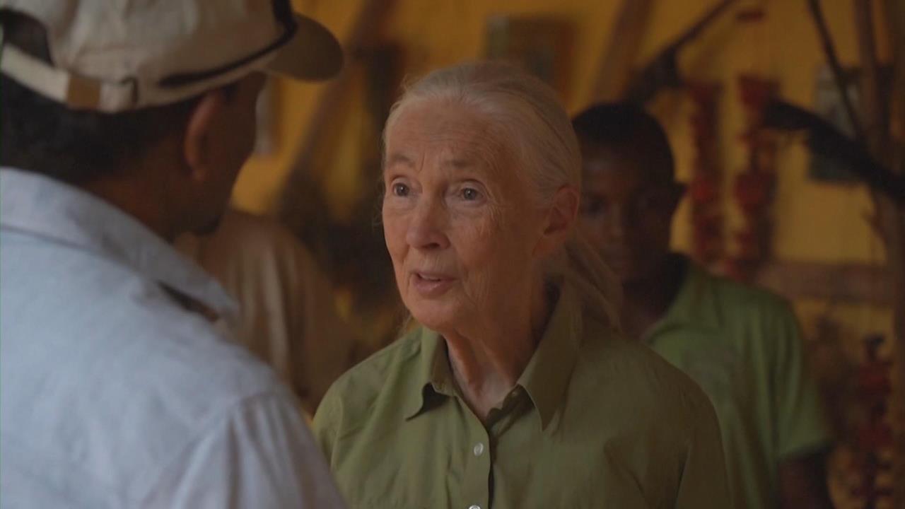 今年6月才訪台灣！　知名動物學家珍古德91歲辭世