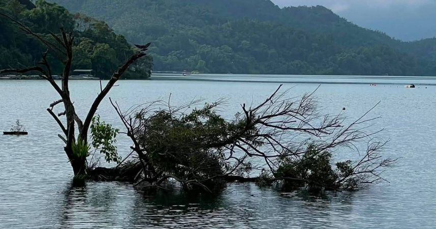 颱風吹倒日月潭「孤獨樹」　遊客不捨：天有不測風雲