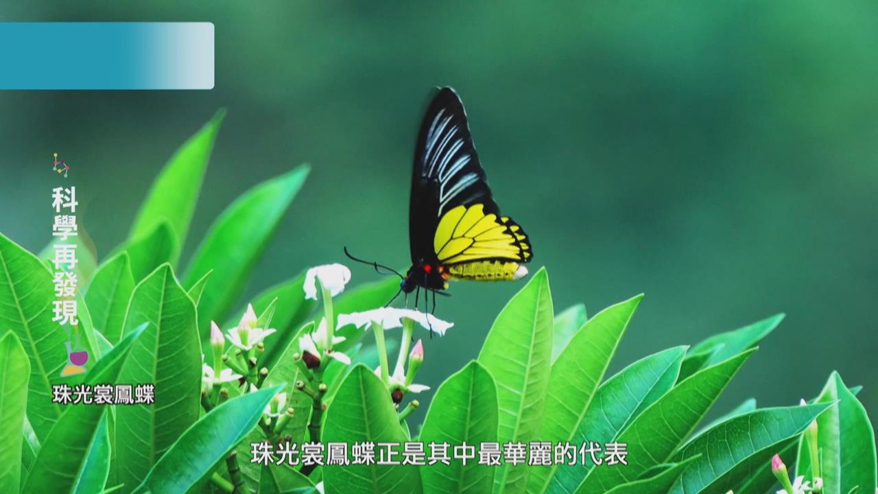 福爾摩沙的奧妙　發現蝴蝶之美