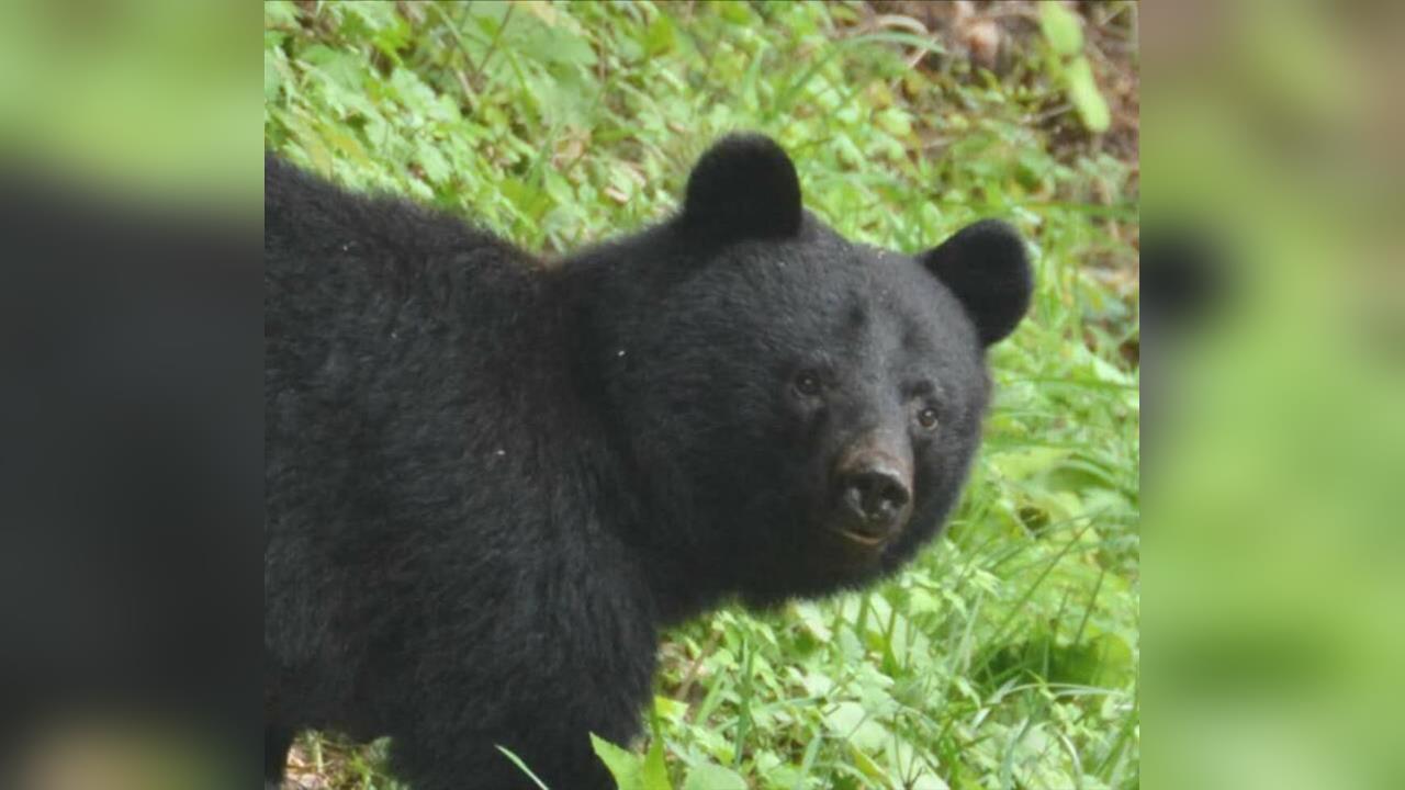 快新聞/熊害頻傳!8旬婦陳屍秋田市稻田內疑「被熊襲致死」 縣府請求自衛隊出動