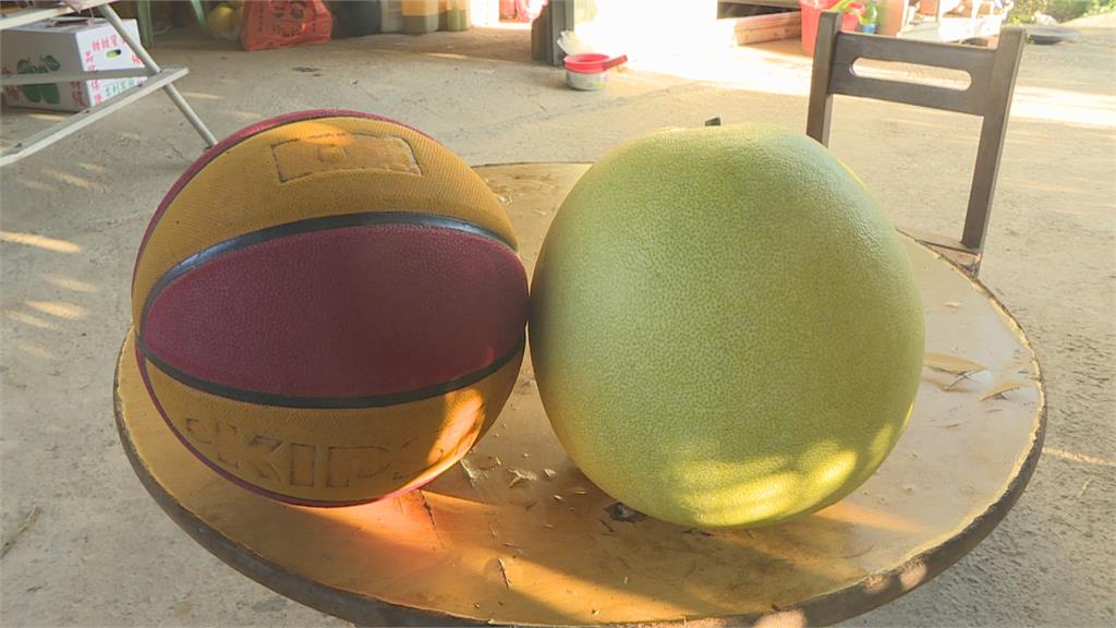比籃球還大! 8台斤帝王柚尺寸超驚人