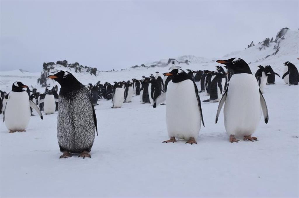 快新聞／超稀有！南極洲發現「全黑企鵝」　研究團隊跳出來解釋了