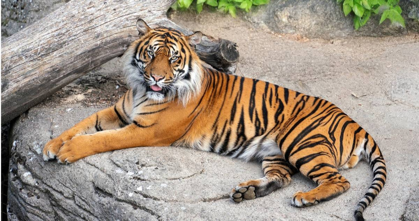 想棄養寵物怎麼辦？　丹麥動物園公開徵集兔子、豚鼠、馬來餵食肉食性動物