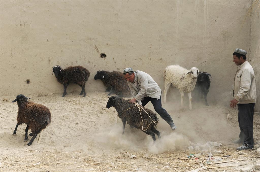 中國奇葩公司不發年終變「牛羊寄養」！相約「新疆旅遊」網傻眼：誰想去？