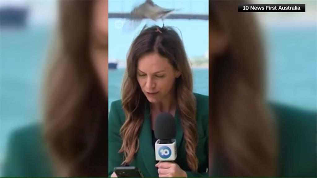澳洲記者工作遇「鳥」事！　鏡頭前被鳥來回「俯衝攻擊」