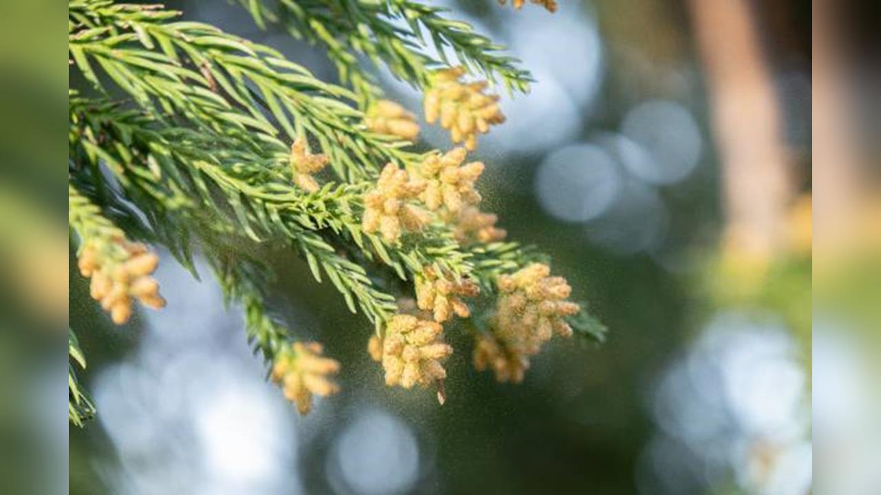 流淚、噴嚏打不停！　日本「花粉症」進入高峰期