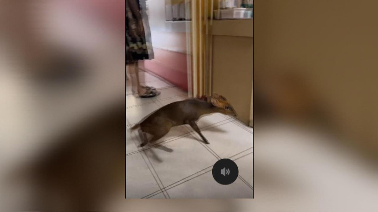 山羌來吃早餐? 文山區早餐店山羌闖入 店內顧客全嚇傻 畫面PO網引熱議