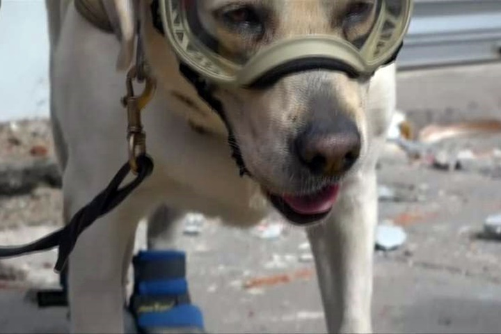 墨西哥地震搜救 明星搜救犬添戰力