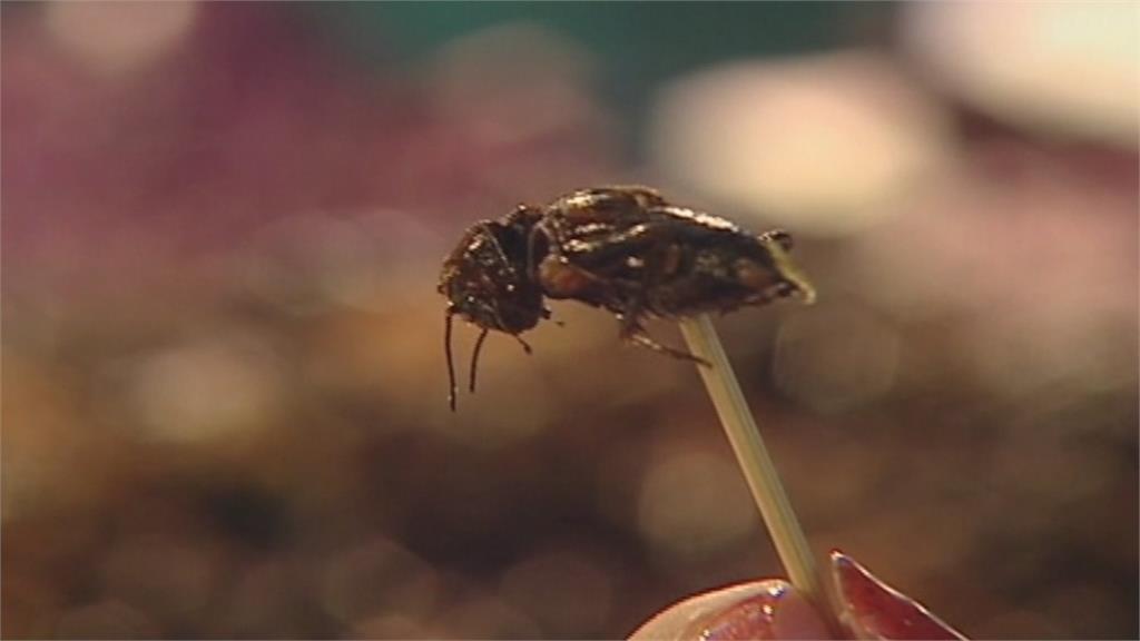 吃螞蟻、蟋蟀有助防癌？學者：還能改善糧食短缺