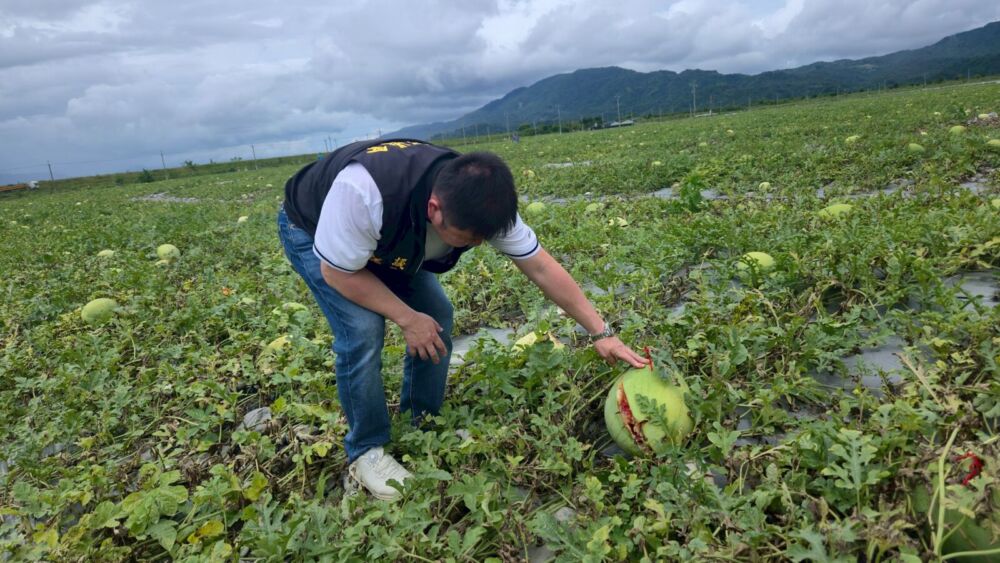 極端氣候花蓮西瓜近200公頃裂果　張峻「不忍卒睹」率各界為瓜農請命