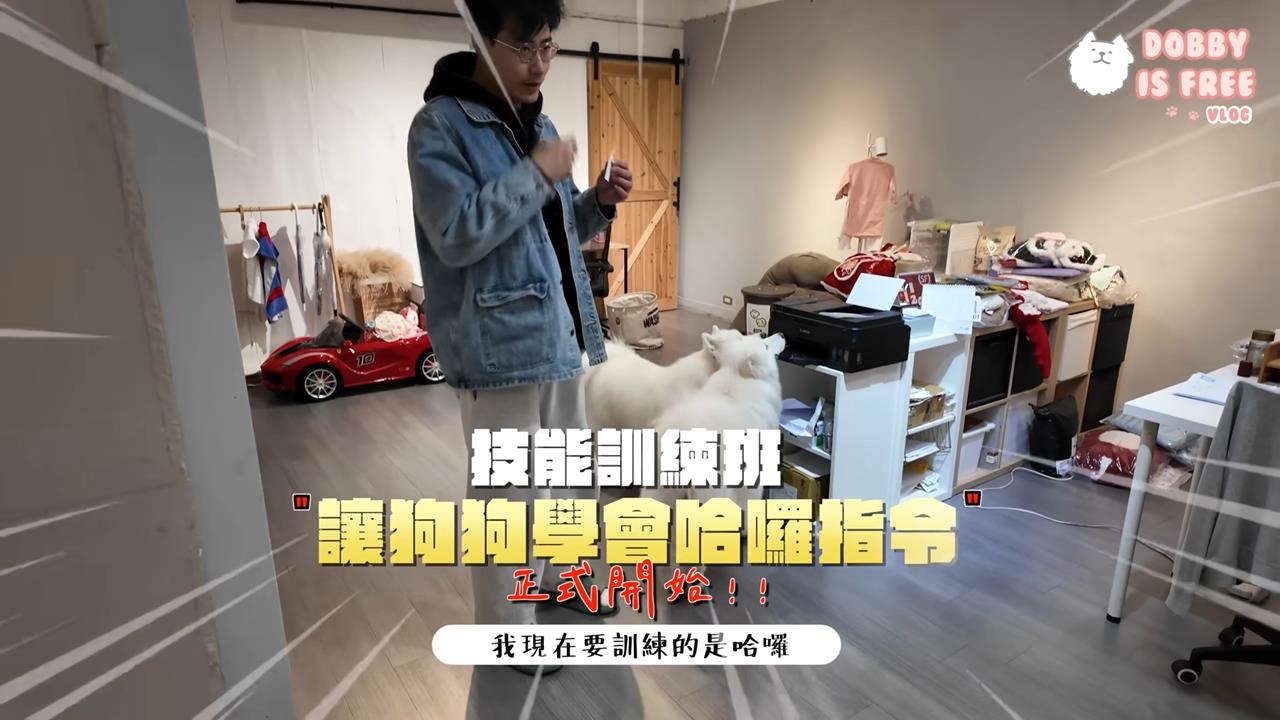 薩摩耶訓練抬手哈囉　網見「1事」歪樓：可愛就好