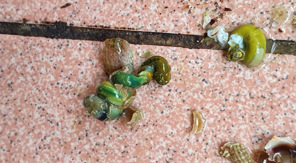 燒酒螺吸到超苦「綠色鼻涕」　專家解答：吃到地雷