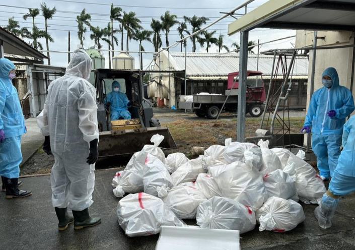 快新聞/確診H5N1禽流感病毒 彰化縣府撲殺1478隻種鵝