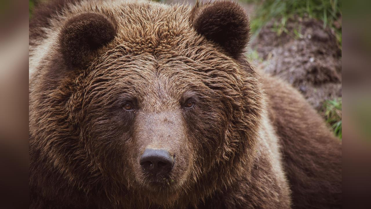 日本史上第4大熊害…夜襲民宅「吞嬰啃人」釀4死2重傷 丘珠事件人熊衝突噩夢細節曝