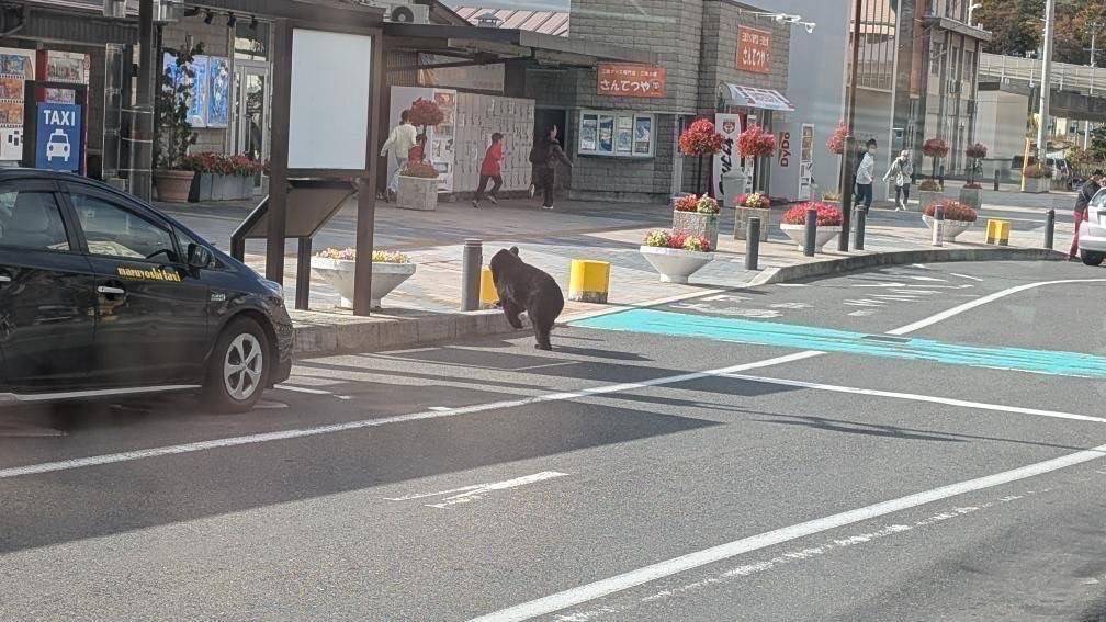 熊熊闖入市中心！岩手獵人遭重擊　宮古車站驚現民眾逃竄