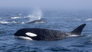 直擊海洋巨霸群毆現場！海洋霸主「殺人鯨」與「座頭鯨」互毆場面火爆